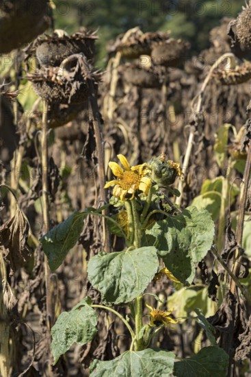Sunflower field, brown withered sunflowers (Helianthus annuus), including a single young plant