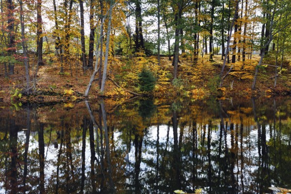 Trees reflected in water surface, riverbank, river landscape, autumn leaves, Indian summer, Maine,
