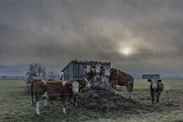 Cows, cattle, young animals, herd of cattle, standing, frontal, fog, high fog, back light,