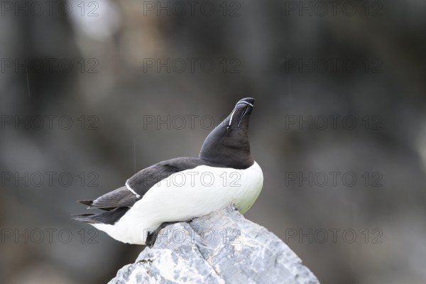 A razorbill (Alca torda) rests on a stone and enjoys the falling raindrops, Hornoya, Vardø,