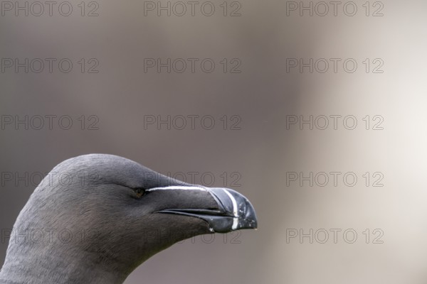 Close-up of the head of a razorbill (Alca torda) with focussed view of the beak, Vardø, Finnmark,