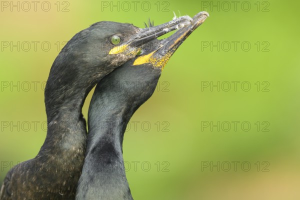 Two shags (Gulosus aristotelis, syn.: Phalacrocorax aristotelis) nestling close together in front