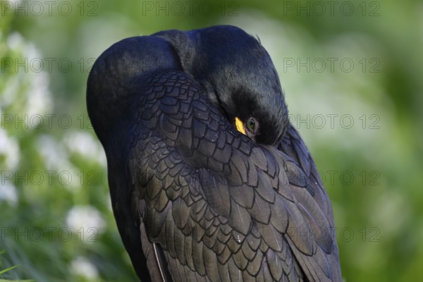 Cormorant (Gulosus aristotelis, syn.: Phalacrocorax aristotelis) sleeping with head in feathers,