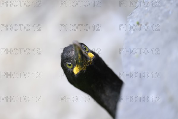 Head of a shag (Gulosus aristotelis, syn.: Phalacrocorax aristotelis) looking curiously from behind