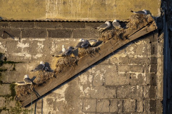 Black-legged kittiwakes (Rissa tridyctyla) nesting on an old diagonal rafter of an old factory