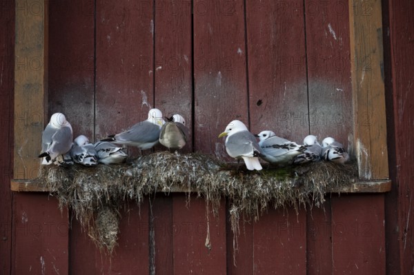 Black-legged kittiwakes (Rissa tridyctyla) nesting on a red wooden façade of the Pomor Museum,