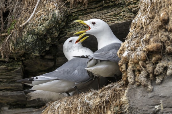 Vadsø, Finnmark, NorwayPair of black-legged kittiwakes (Rissa tridyctyla) calling and breeding on a