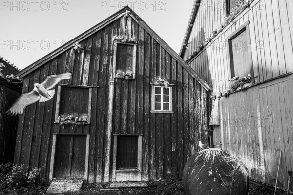 Kittiwakes (Rissa tridyctyla) nesting on a wooden façade of the Pomor Museum, one bird sitting on a