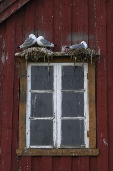 Black-legged kittiwakes (Rissa tridyctyla) nesting on a red wooden façade of the Pomor Museum,