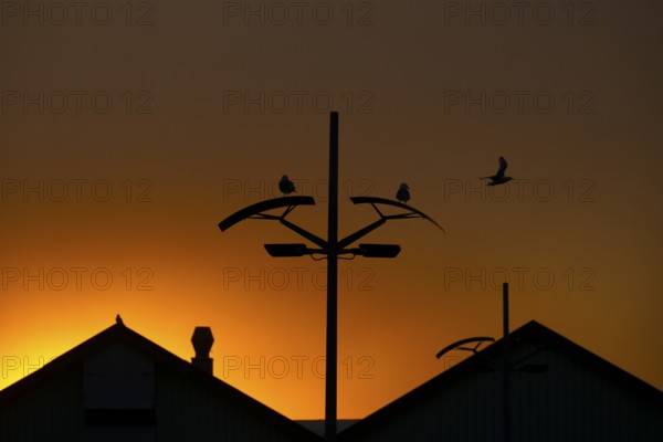 Kittiwakes (Rissa tridyctyla) sitting on a street lamp against the orange sky of midsummer night,
