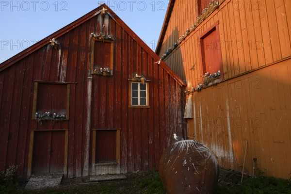 Kittiwakes (Rissa tridyctyla) nesting on a red wooden façade of the Pomor Museum, one bird sitting