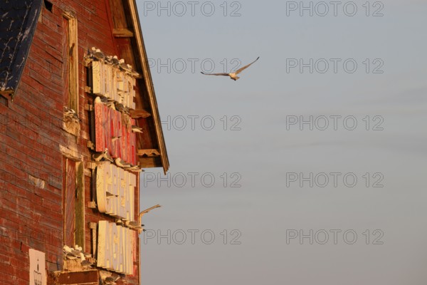 Black-legged kittiwakes (Rissa tridyctyla) nesting on a red wooden facade of a harbour building,
