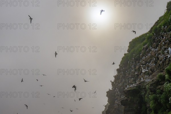 Kittiwakes (Rissa tridactyla) flying over misty cliffs, the sun shining through the haze and