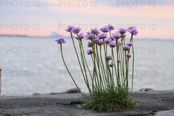 Sea campion (Armeria maritima), Eckwarderhörne, Butjadingen, Lower Saxony, Germany