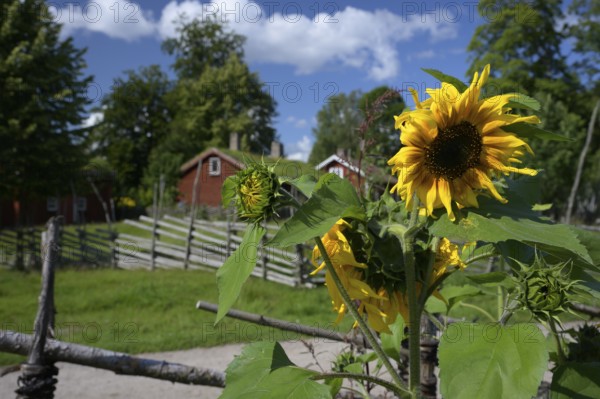 Sunflowers (Helianthus annuus) in Carl von Linne's garden, in the background his birthplace,