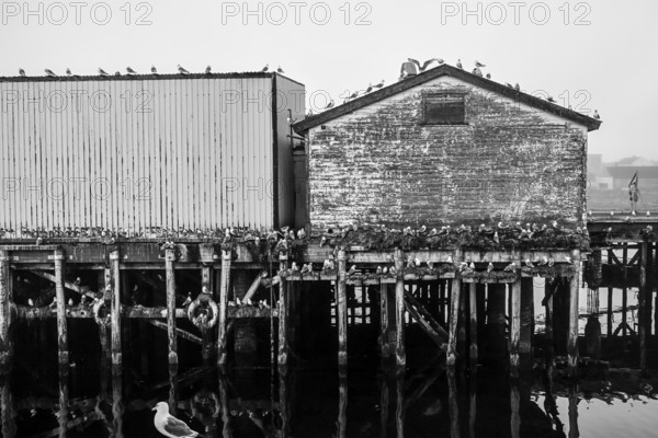 Black-legged kittiwakes (Rissa tridactyla) on an old building and pier in black and white style,