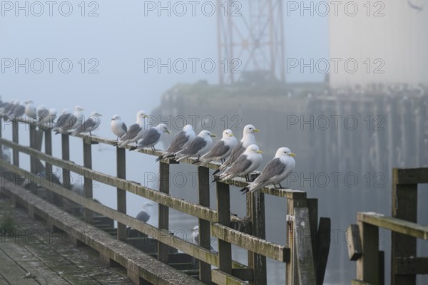 Kittiwakes (Rissa tridactyla) sitting on a wooden railing in a foggy harbour, early morning, Vardø,