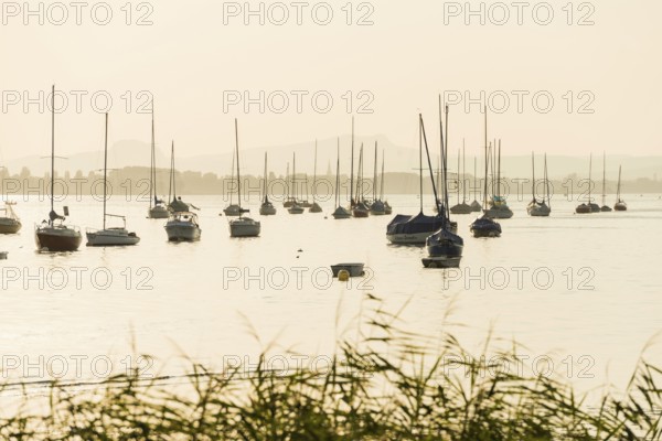 Sailboats, sunset, Allensbach, Untersee, Lake Constance, Baden-Württemberg, Germany