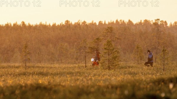 Two people collect cloudberries in a moor at sunset, Övre Pasvik National Park, Svanvik, Finnmark,