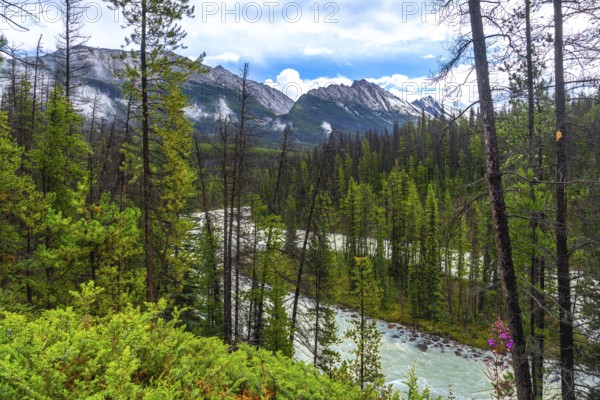 Sunwapta river meandering through a dense evergreen forest with snow capped mountains in the