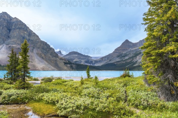Lush vegetation framing turquoise bow lake reflects the majestic mountains and glaciers of banff