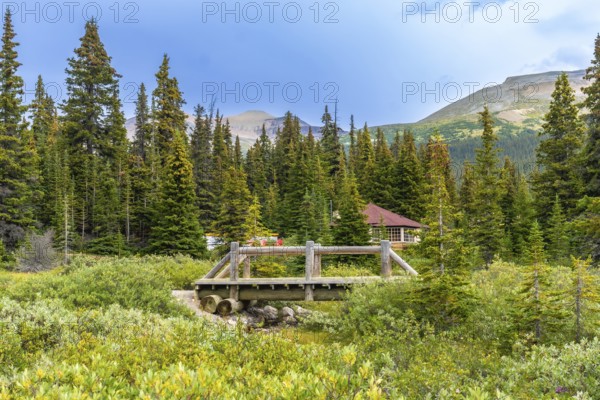 Scenic wooden bridge crossing a small stream in banff national park, surrounded by lush vegetation