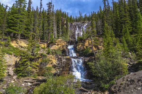 Water cascading over tangle creek falls, framed by lush pine forests and rocky cliffs in jasper