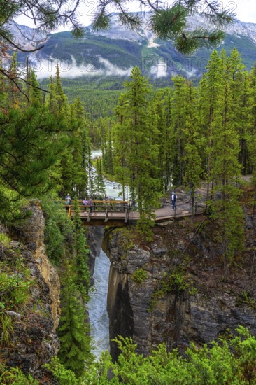 Tourists walking on a bridge over sunwapta falls in jasper national park, alberta, canada, enjoy