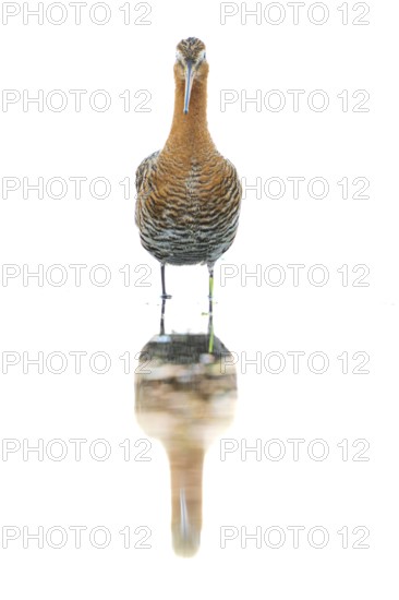 A black-tailed godwit (Limosa limosa) with orange and brown plumage stands on the water showing its