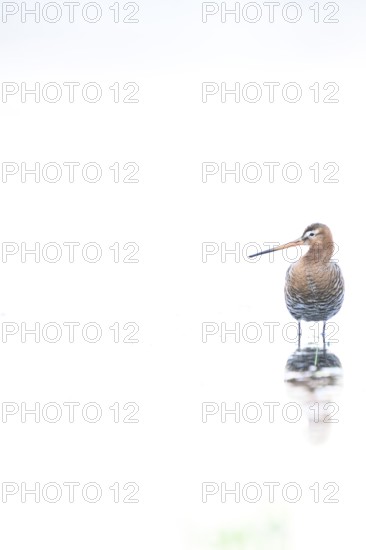 A black-tailed godwit (Limosa limosa) with orange and brown plumage standing on the water, white