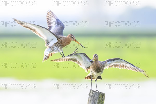A hovering and a standing black-tailed godwit (Limosa limosa) on a post in a green meadow