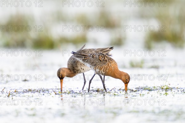 Two black-tailed godwits (Limosa limosa) standing in a meadow covered with water and poking around