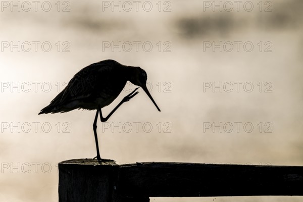 The silhouette of a black-tailed godwit (Limosa limosa) on a pole scratching itself with one leg