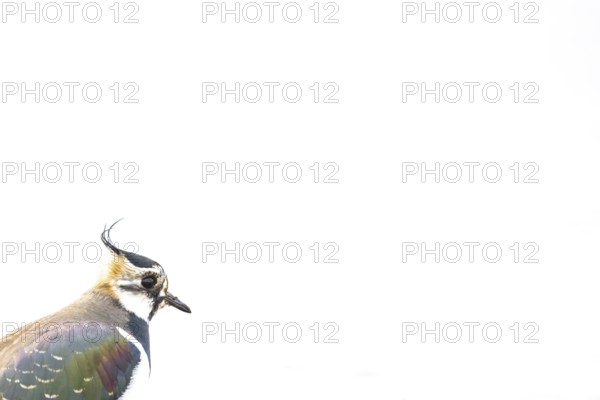 Portrait close-up of a lapwing (Vanellus vanellus) with black and white plumage against a white