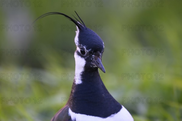 Portrait close-up of a lapwing (Vanellus vanellus) with black and white plumage, Dümmer nature park