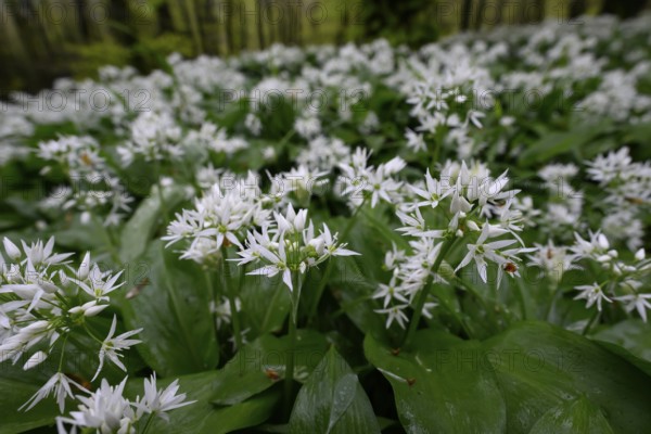 Wild garlic blossom (Allium ursinum) on the forest floor in the Teutoburg Forest in soft light.
