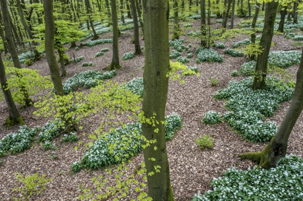 Wild garlic blossom (Allium ursinum) on the forest floor in a beech forest (Fagus sylvatica) in the