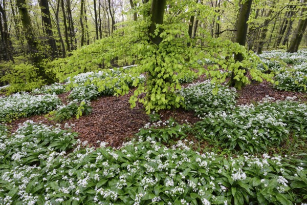 Wild garlic blossom (Allium ursinum) on the forest floor in a beech forest (Fagus sylvatica) in the