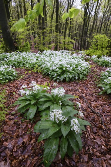 Wild garlic blossom (Allium ursinum) on the forest floor in a beech forest (Fagus sylvatica) in the