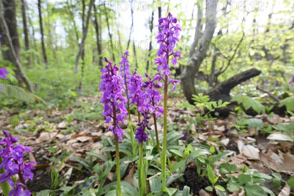 Early purple orchid (Orchis mascula) in a light-flooded deciduous forest in spring, Osnabrücker