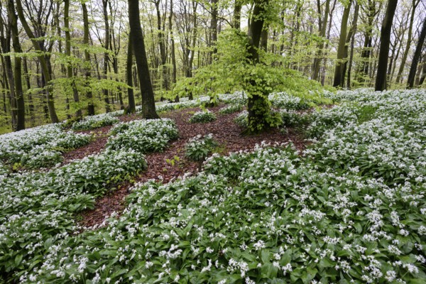 Wild garlic blossom (Allium ursinum) on the forest floor in a beech forest (Fagus sylvatica) in the