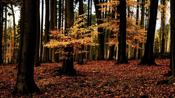 An autumnal beech forest (Fagus sylvatica) with tall trees and bright orange foliage in the