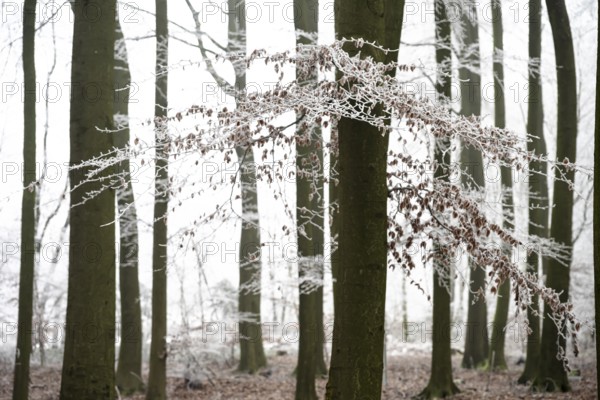 Snow-covered beech forest (Fagus sylvatica) on the Hermannsweg, Dissen, Dissen am Teutoburger Wald,