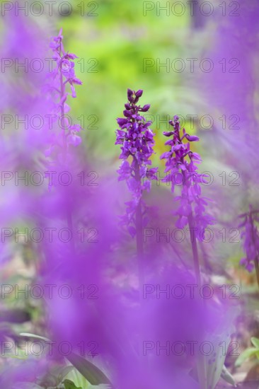 Early purple orchid (Orchis mascula) in a light-flooded deciduous forest in spring, Osnabrücker