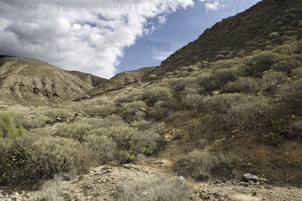 Mountain landscape with low bushes under a sunny, partly cloudy sky, Los Cristianos Tenerife