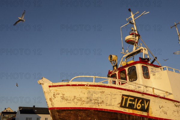 An old fishing boat boat in the warm sunset light with flying seagulls in the sky, Vardø, Finnmark,