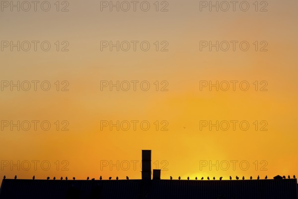 Gulls Kittiwakes (Rissa tridactyla) sit on a roof in front of an orange-coloured sunset sky. The