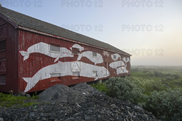 Mural with different whale species on a red fisherman's house Rorbur in a fog atmosphere. Vardö