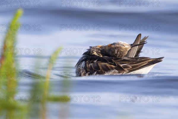An Odin's chicken (Phalaropus lobatus) swimming among green plants in the water while grooming its
