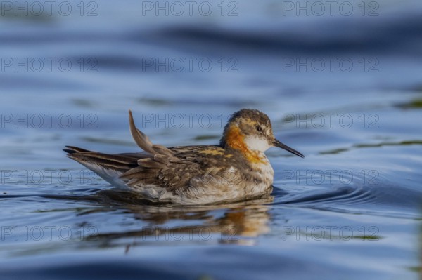 An Odin's chicken (Phalaropus lobatus) swimming in the water, in a quiet natural environment,
